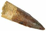 Real Fossil Spinosaurus Tooth - Restored Tip #346316-1